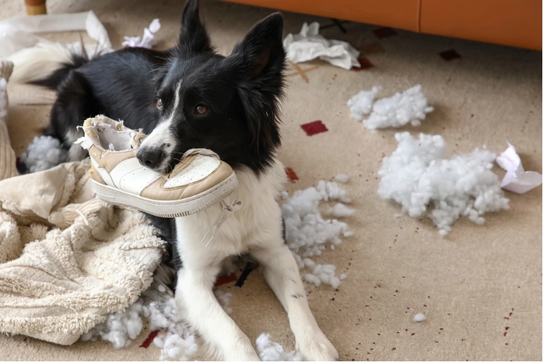 Hilfe mein hund kann nicht alleine bleiben