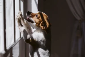 Trennungsangst beim Hund verstehen