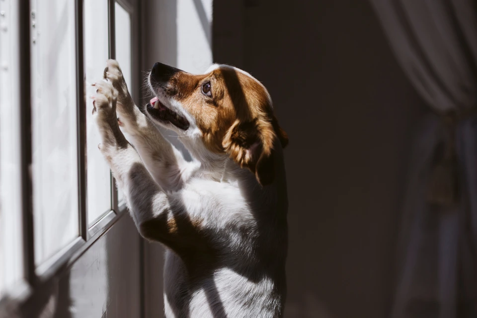 Hund jault wenn er alleine ist